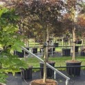 Acer palmatum 'Garnet' - 4