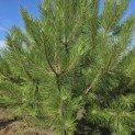 Pinus nigra 'Nigra' - 6