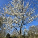 Amelanchier lamarckii - 4