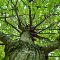 Tilia tomentosa als parasolboom