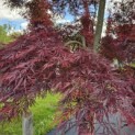 Acer palmatum 'Garnet' - 5