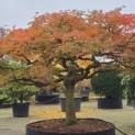 Acer palmatum 'Dissectum' - 2