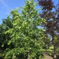 Tilia x europaea 'Euchlora' - juni 2026