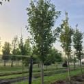 Prunus 'Sunset Boulevard' - Foto 1