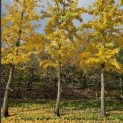 Ginkgo biloba - 2