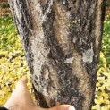 Ginkgo biloba - 3