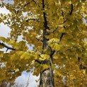 Ginkgo biloba - 1