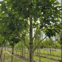 Magnolia 'Wada's Memory' - Foto 5