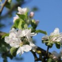 Malus domestica 'Rode Boskoop' - impressie bloesem