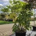 Fatsia Japonica - 2