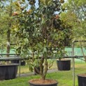 Magnolia grandiflora 'Goliath' - 3