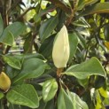 Magnolia grandiflora 'Goliath' - 4