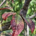 Prunus padus 'Colorata' - 1