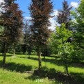 Fagus sylvatica 'Atropunicea' - Foto 1