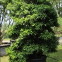 Pieris japonica - Foto 1