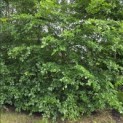 Fagus sylvatica - Foto 2