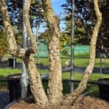 Quercus Suber - Foto 3