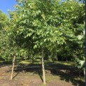 Juglans Regia - 2