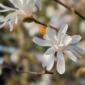 Magnolia stellata - impressie volle bloei
