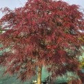 Acer palmatum 'Garnet' - 4