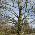 Fagus sylvatica - 2
