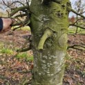 Fagus sylvatica - 3