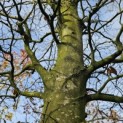 Fagus sylvatica - 4