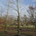 Fagus sylvatica - 1