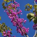 Cercis siliquastrum - 1