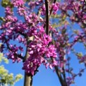 Cercis siliquastrum - 2