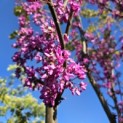 Cercis siliquastrum - 3