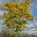 Gymnocladus dioica - 5
