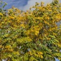 Gymnocladus dioica - 4