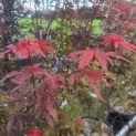 Acer palmatum 'Skeeter's Broom' - Foto 2