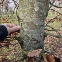 Fagus sylvatica - 1