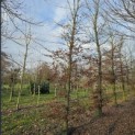 Fagus sylvatica - 3