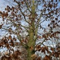 Fagus sylvatica - 2