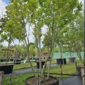 Magnolia 'Susan' - Foto 1