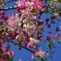 Malus floribunda - 2