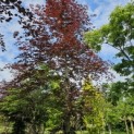 Fagus sylvatica 'Atropunicea' - 2