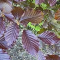 Fagus sylvatica 'Atropunicea' - Foto 2