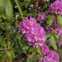 Rhododendron Roseum Elegans - 2