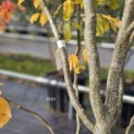 Parrotia persica 'Vanessa' - 2