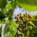 Idesia Polycarpa - 1