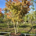 Acer palmatum - 1