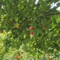 Cornus kousa 'Chinensis' - Foto 4