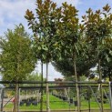 Magnolia grandiflora 'Goliath' - Foto 3