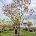 Magnolia 'Susan' - 5