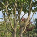 Parrotia persica - 3