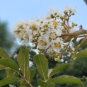 Lagerstroemia 'Natchez' - impressie foto bloeiwijze 2e helft zomer